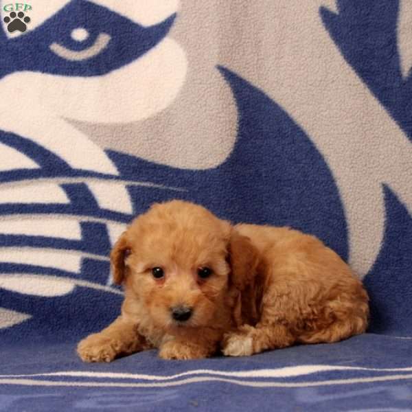 Ulani, Mini Goldendoodle Puppy